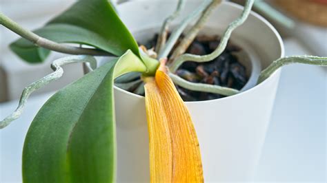 Orchid Leaves Turning Yellow Common Causes And Remedies Gardening Know How