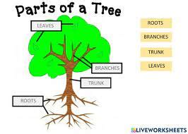 AMAJONIA ENGLISH.: Parts of a tree. 3rd grade A.