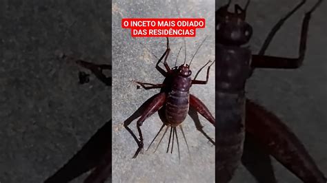 O Grilo Mais Odiado Pelos Donos De Casa Saiba Porque