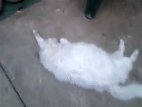 Dripping Wet Pussy Cat YouTube