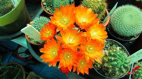 My Rebutia Heliosa Cactus Plant In BEAUTIFUL MEGA BLOOM YouTube