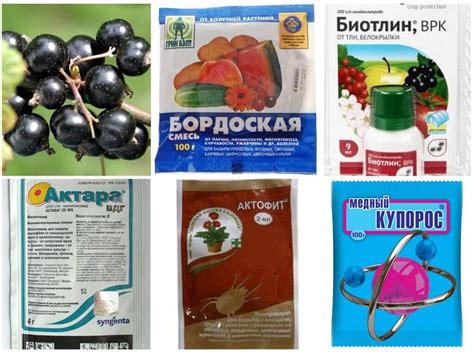 Тля на смородине - как бороться и чем обработать