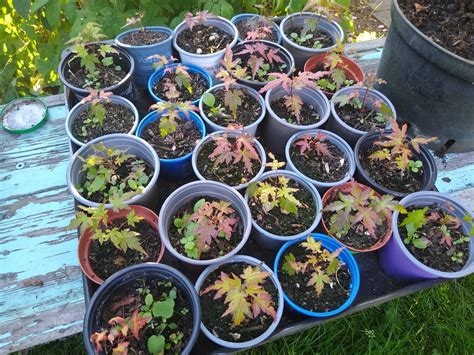 Growing Acer Palmatum Japanese Maple From Seed Happymisadventures