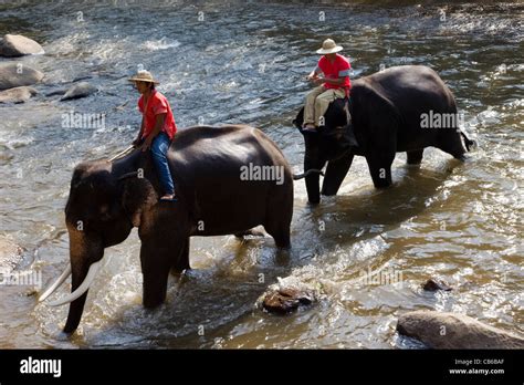 Thailand, Chiang Mai, Elephant Camp, Elephants Bathing Stock Photo - Alamy