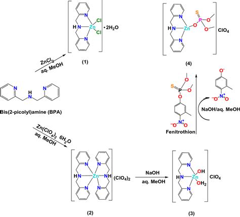 Synthetic routes of zinc(II) complexes 1–4 | Download Scientific Diagram