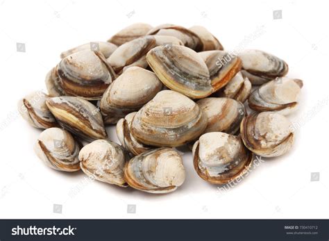 Baby-clams Images, Stock Photos & Vectors | Shutterstock