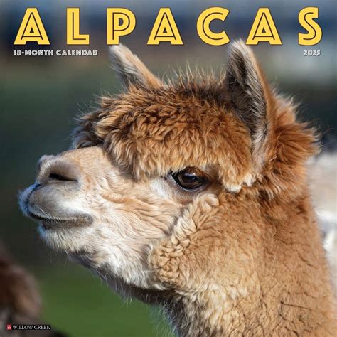 Alpacas 2025 Wall Calendar - Calendars.com
