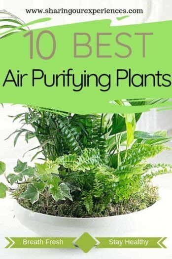 10 Best Oxygen Air Purifying Indoor Plants With Names For Your Home