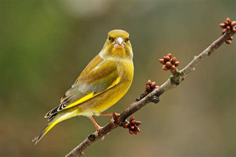 Der Stolze (Forum für Naturfotografen)