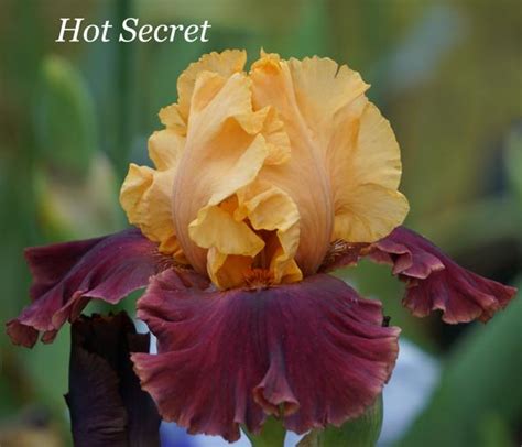 Blooms On The Farm Hot Secret