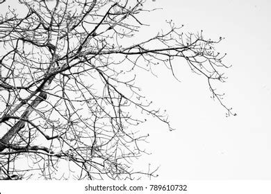 Naked Trees Silhouette Stock Photo Edit Now