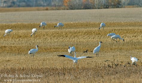 Photographing the Amazing Whooping Crane Migration in Saskatchewan - Photo Journeys