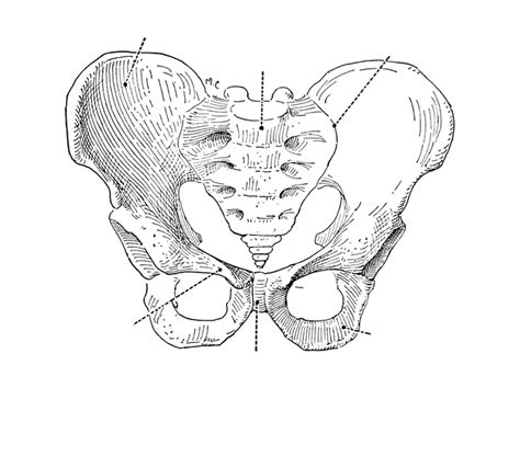 Exsc 325 The Pelvic Girdle Diagram Quizlet