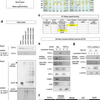 SRRM2 Phosphorylation At PSer1068 Was Increased In 5xFAD Mice A