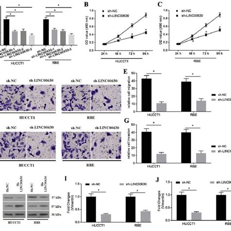 Linc Knockdown Decreases Hucct And Rbe Cell Proliferation