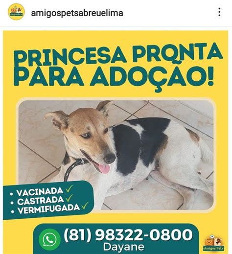 Tá Gravado Brasil on Twitter RT AnimaisRecife ADOÇÃO ABREU E