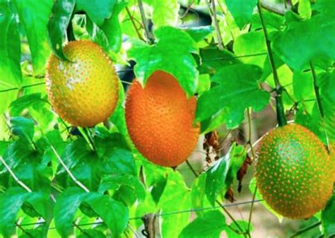 Момордика Кохинхинская, описание и фото, выращивание, применение в ...
