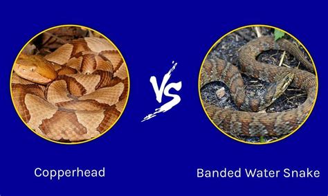 Copperhead Vs Banded Water Snake What Are The Differences A Z Animals