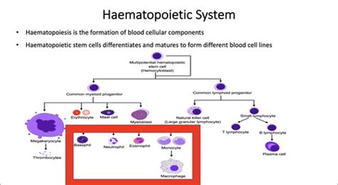 Chhd Haematology White Blood Cell Disorders Flashcards Quizlet