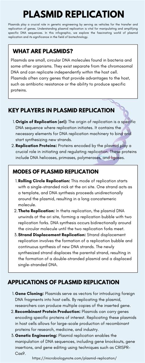 plasmid replication mechanism  diagram biology notes