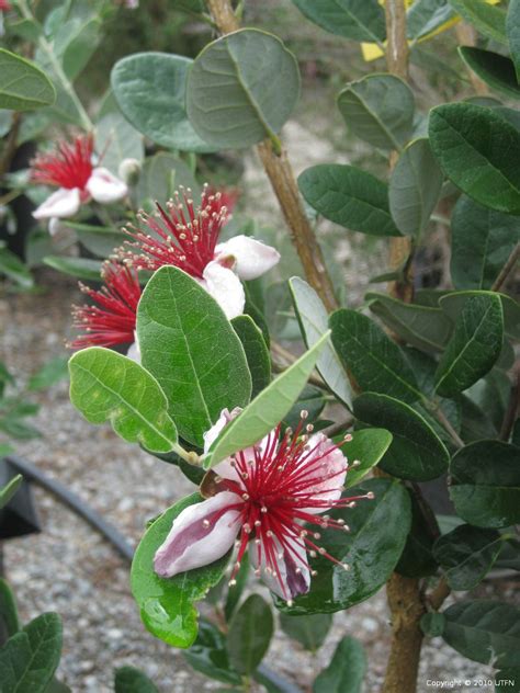 Feijoa Sellowiana Urban Tree Farm Nursery