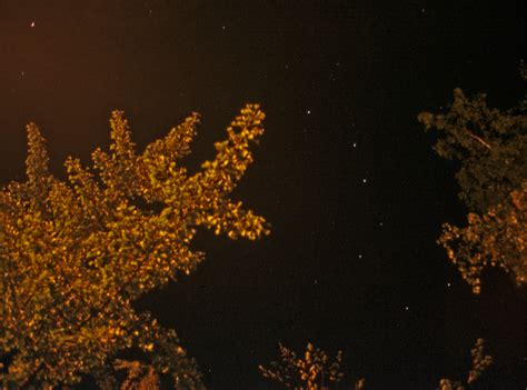 Безплатна снимка : дърво, клон, растение, небе, нощ, слънчева светлина ...