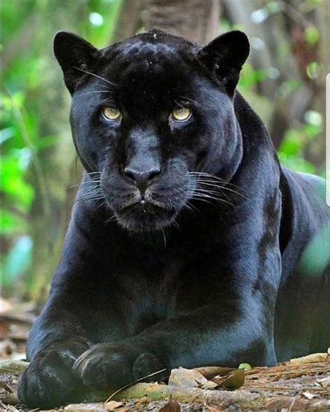 What Do Panthers Eat Panther Cat Animals Wild Black Panther Cat