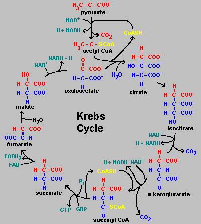 Krebs Cycle