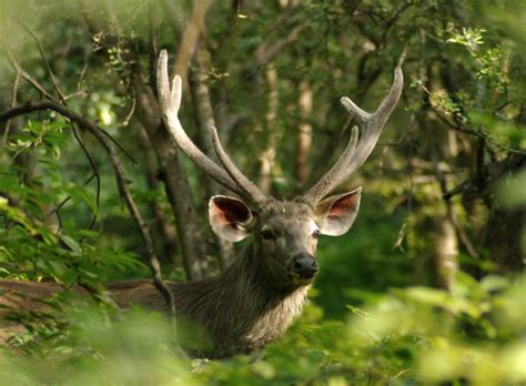 Sambar Stag India