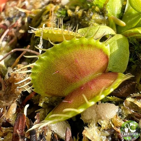 Dionaea Muscipula Titan