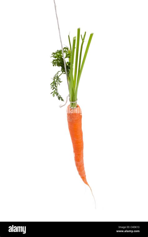 Dangling Carrot With White Background Stock Photo Alamy