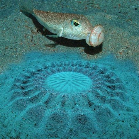 Sand art created by the Japanese Pufferfish