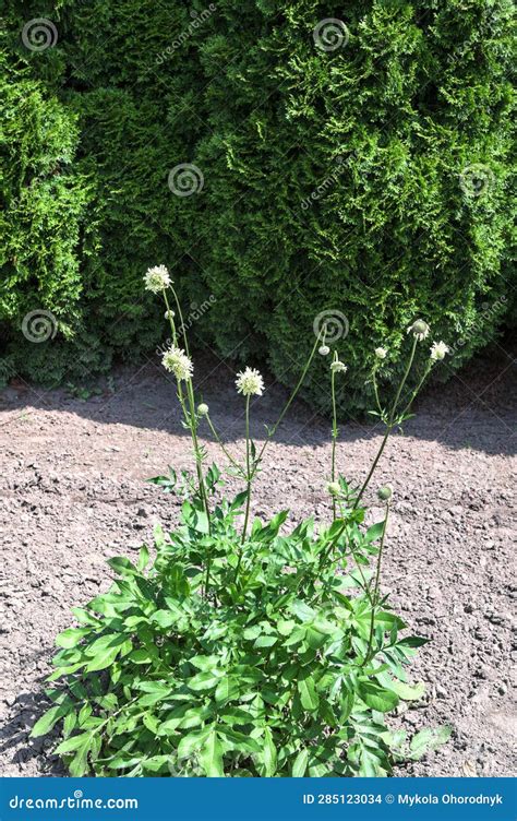 Cephalaria Gigantea Flower In Garden Stock Photo Image Of Focus