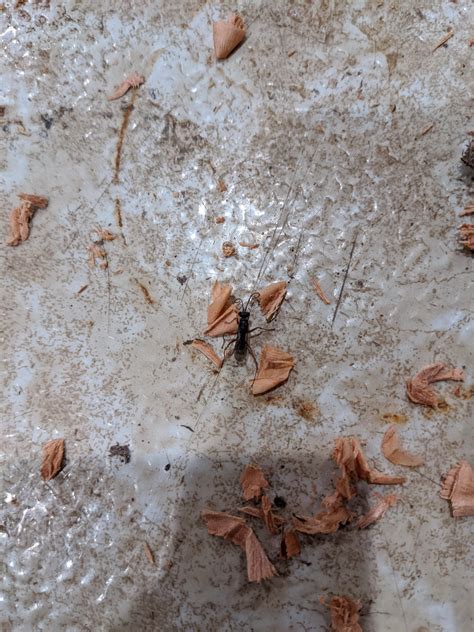 Posted here before...think I actually have termites this time