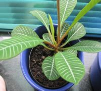 Комнатные растения - Молочай