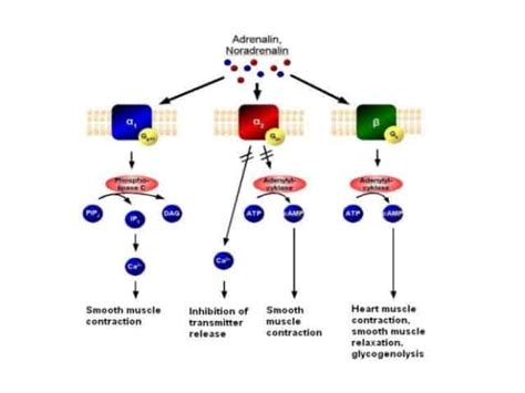 Alpha adrenergic receptor - www.medicoapps.org