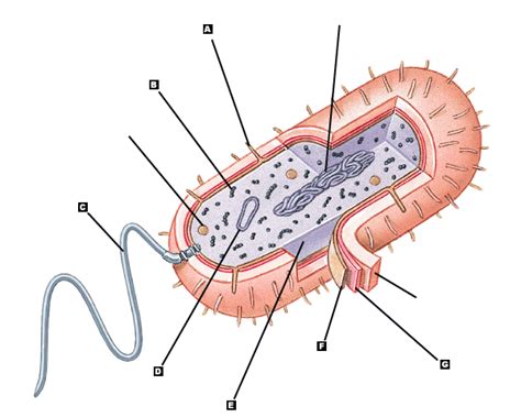 Diagram Of Bacteria Structure Quizlet