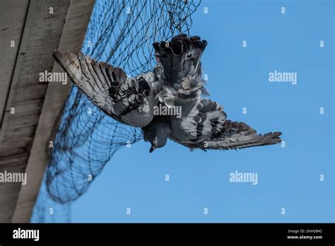 Dead Pigeon Columbidae Caught In Roof Netting Installed To Prevent