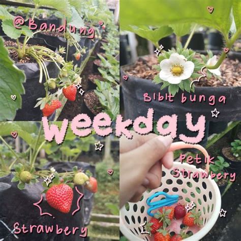 cinnamonstudio helobilla profil pinterest