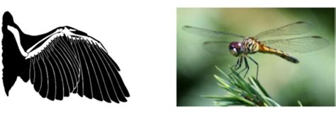 Evolution Flashcards | Quizlet