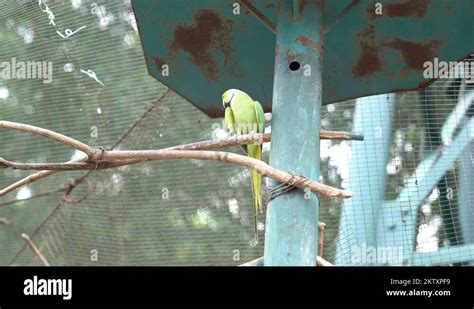 KL Bird Park Indian Ringneck Parakeet Psittacula Krameri Stock Video