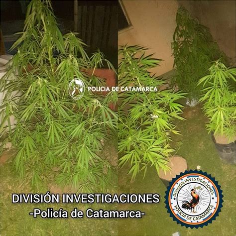 Allanaron Una Vivienda Por Un Robo Pero Encontraron Plantas De