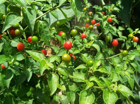 Random Rants And Prickly Plants Capsicum Annuum Chili Pequin