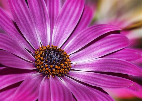 Cosmea Flor Planta Canasta De Foto Gratis En Pixabay Pixabay