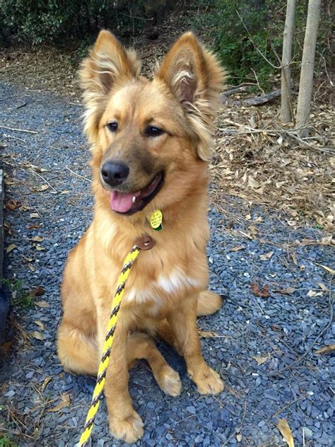 Golden Retriever German Shepherd Puppy Profile Facts Traits Dogdwell