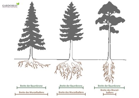 Wurzeln Wurzelsysteme Was Gibt Es Da Zu Wissen Gardomat