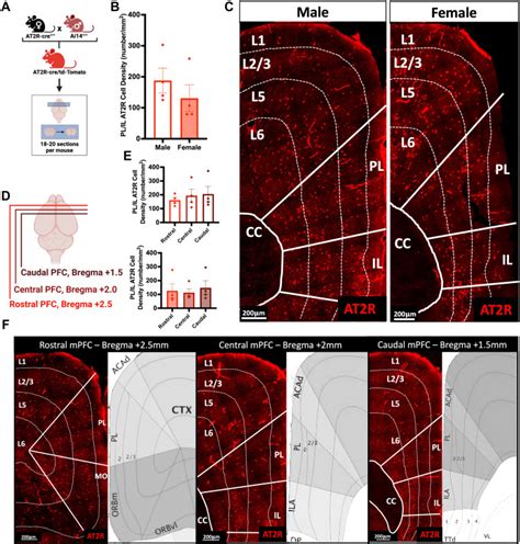 Sex Dependent Effects Of Angiotensin Type 2 ReceptorExpressing Medial Prefrontal Cortex