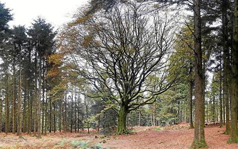 En Bretagne Un Arbre L Gendaire Abattu Par La Temp Te Ciaran Le