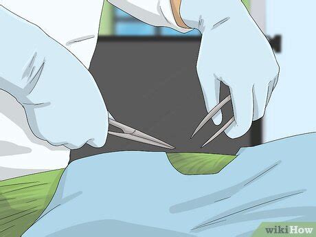 How To Tell The Sex Of Parrots Ringnecks Parakeets More