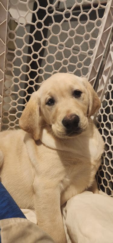 YELLOW LAB PUPPIES FOR SALE | Dogs & Puppies for Rehoming | Belleville ...